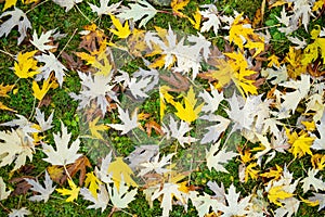 Beautiful fallen maple tree leaves on green grass on bright autumn day