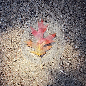Beautiful fallen red and yellow oak leaf is in soft natural illumination on the concrete pavement texture