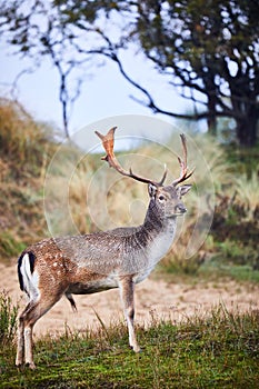 Beautiful fallow deer with large antlers