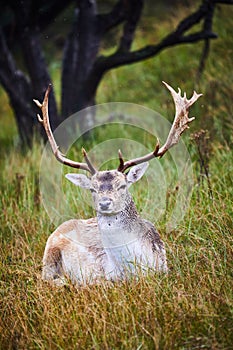 Beautiful fallow deer looking at the camera