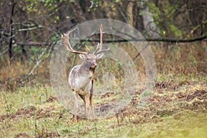 Beautiful fallow deer male dama dama in autumn forest.