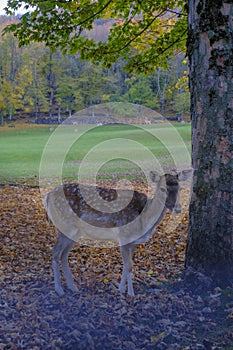 Beautiful fallow deer standing under the tree in the autumn woods across other deer. Wildlife nature