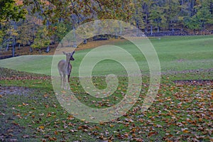 Beautiful fallow deer standing under the tree in the autumn woods across other deer. Wildlife nature