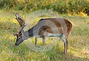 A beautiful fallow deer, a wonderful bull with antlers, standing on a meadow. Close side view