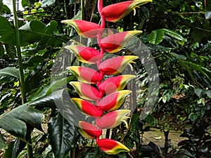 False bird of paradise or Heliconia pendula plant