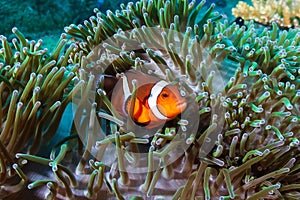 Beautiful False Clownfish in their host anemone on a tropical reef in Asia
