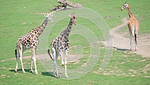 A beautiful family of adult giraffes in the African savannah