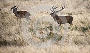 Beautiful Family group herd of red deer stag cervus elaphus during rut season in forest landscape during Autumn Fall