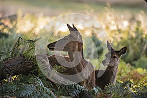 Beautiful Family group herd of red deer stag cervus elaphus during rut season in forest landscape during Autumn Fall