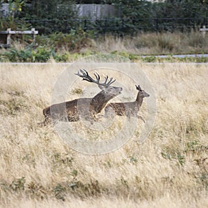 Beautiful Family group herd of red deer stag cervus elaphus during rut season in forest landscape during Autumn Fall