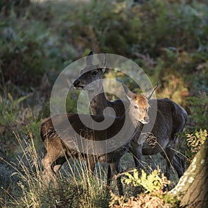 Beautiful Family group herd of red deer stag cervus elaphus during rut season in forest landscape during Autumn Fall