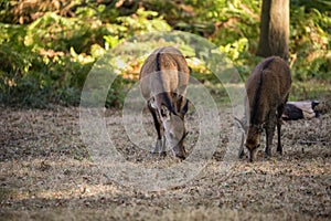 Beautiful Family group herd of red deer stag cervus elaphus during rut season in forest landscape during Autumn Fall