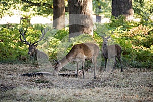 Beautiful Family group herd of red deer stag cervus elaphus during rut season in forest landscape during Autumn Fall