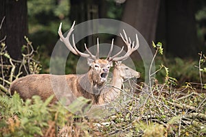 Beautiful Family group herd of red deer stag cervus elaphus during rut season in forest landscape during Autumn Fall