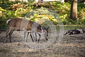 Beautiful Family group herd of red deer stag cervus elaphus during rut season in forest landscape during Autumn Fall