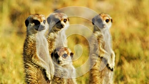 Beautiful Family of Meerkats, Suricates, Wild Animal, Africa, Savanna, Wildlife