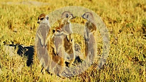 Beautiful Family of Meerkats, Suricates, Wild Animal, Africa, Wildlife, Savanna