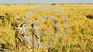 Beautiful Family of Meerkats, Suricates, Wild Animal, Savanna, Africa, Wildlife