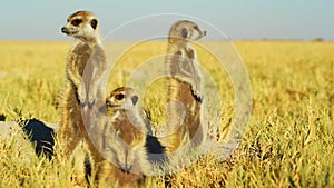 Beautiful Family of Meerkats, Suricates, Wild Animal, Savanna, Wildlife, Africa