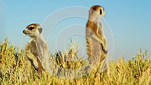 Beautiful Family of Meerkats, Suricates, Wild Animal, Wildlife, Africa, Savanna