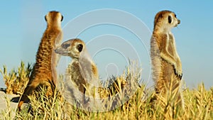 Beautiful Family of Meerkats, Suricates, Wild Animal, Wildlife, Savanna, Africa