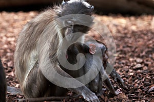 Beautiful family portrait of white-naped mangabey and her calf in a zoo in Valencia, Spain