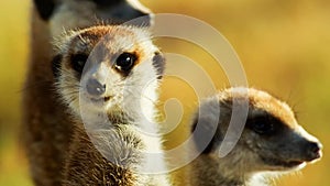 Beautiful Family of Suricates, Meerkats, Wild Animal, Africa, Savanna, Wildlife