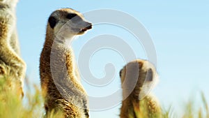 Beautiful Family of Suricates, Meerkats, Wild Animal, Savanna, Africa, Wildlife