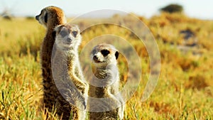Beautiful Family of Suricates, Meerkats, Wild Animal, Savanna, Wildlife, Africa