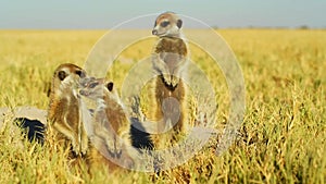 Beautiful Family of Suricates, Meerkats, Wild Animal, Wildlife, Africa, Savanna