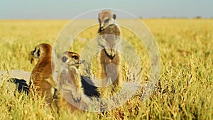 Beautiful Family of Suricates, Meerkats, Wild Animal, Wildlife, Savanna, Africa