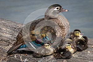 Bellissimo famiglia da legna anatre 