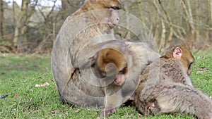 Beautiful Family of Young Monkeys Groom and Play - Barbary Macaques