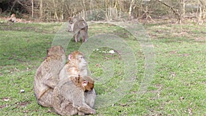 Beautiful Family of Young Monkeys Groom and Play - Barbary Macaques