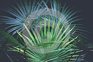Beautiful fan palms - Livistona australis