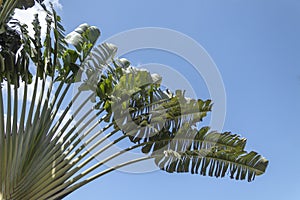 Beautiful fan tree against summer blue sky