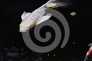 Beautiful Fancy Carps Fish or Koi swimming in the Pond