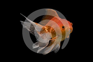 Beautiful fantail goldfish movement, Capture swimming golden fish