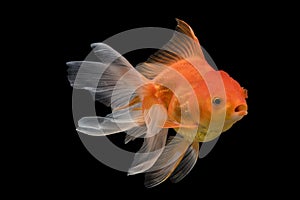 Beautiful fantail goldfish movement, Capture swimming golden fish