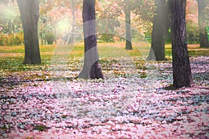Beautiful fantastic of flowers falling in colorful park use for