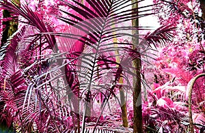 Beautiful fantasy infrared shots of palm trees on the seychelles islands