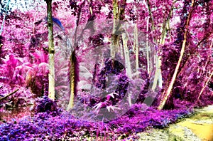 Beautiful fantasy infrared shots of palm trees on the seychelles islands