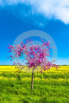 Beautiful farm landscape of rapeseed field and pinky cherry tree