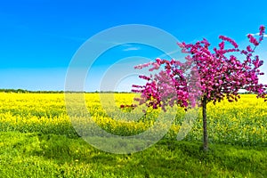 Beautiful farm landscape of rapeseed field and pinky cherry tree