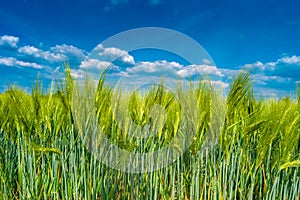 Beautiful farm landscape with rasp yellow at blossom field, wind turbines to produce green energy in Germany, Spring, blue sky and