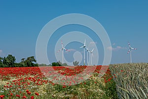 Beautiful farm landscape with wheat field, poppies and chamomile flowers, wind turbines to produce green energy in Germany, Summer