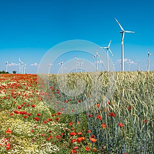 Beautiful farm landscape with wheat field, poppies and chamomile flowers, wind turbines to produce green energy in Germany, Summer