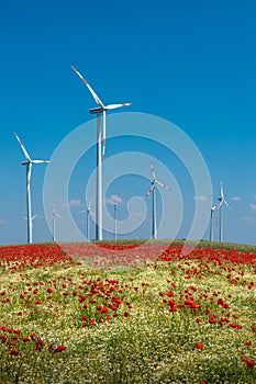 Beautiful farm landscape with wheat field, poppies and chamomile flowers, wind turbines to produce green energy in Germany, Summer