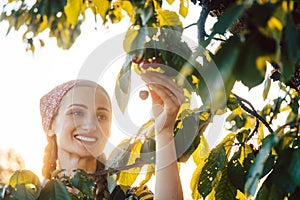 Beautiful farmer woman harvesting cherries from a tree