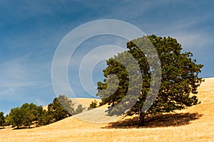 beautiful farmland in Glide photo